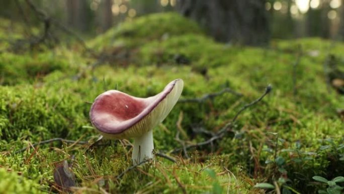 欧洲。蘑菇红菇-催吐红菇，催吐红菇或呕吐红菇。秋天的森林。有条件食用菌全高清