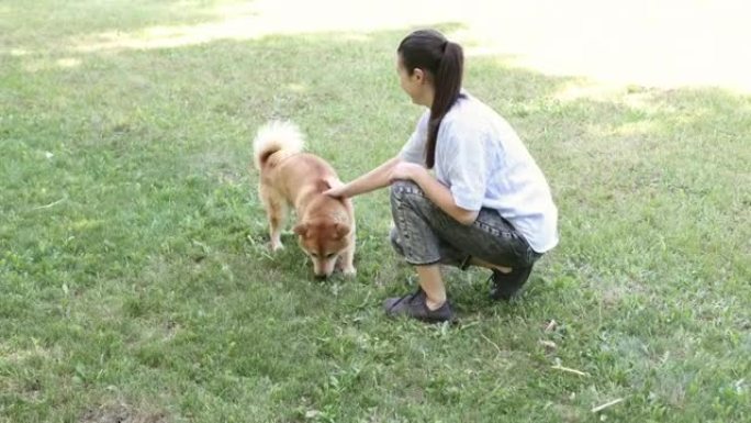 赤芝犬与主人在夏季公园散步