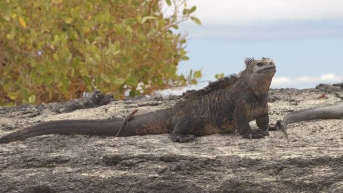 加拉帕戈斯海洋鬣蜥在太阳上变暖，而熔岩蜥蜴则在尾巴上骑行。厄瓜多尔加拉帕戈斯群岛伊莎贝拉的雄性海鬣蜥