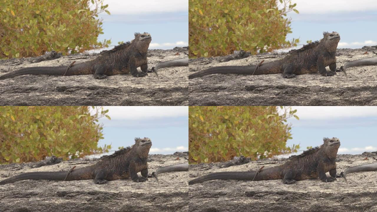 加拉帕戈斯海洋鬣蜥在太阳上变暖，而熔岩蜥蜴则在尾巴上骑行。厄瓜多尔加拉帕戈斯群岛伊莎贝拉的雄性海鬣蜥