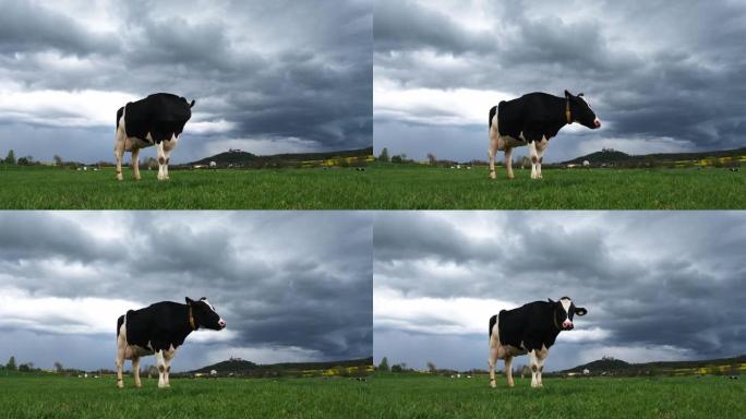 巴特科尔伯格附近草地上的黑白母牛