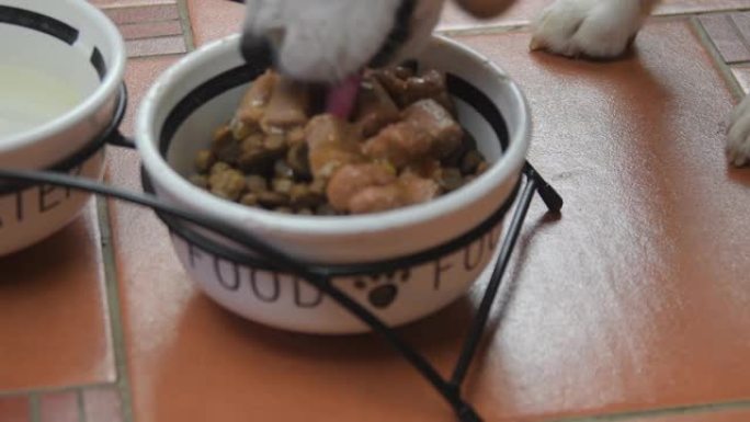 狗比格犬在室内吃碗里的罐头食品。狗粮概念。小猎犬吃陶瓷狗碗里的食物。特写