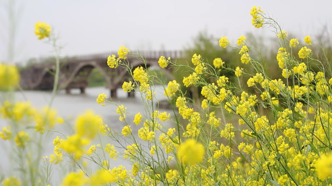 油菜花实拍