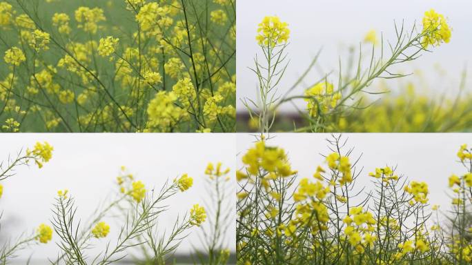 油菜花实拍