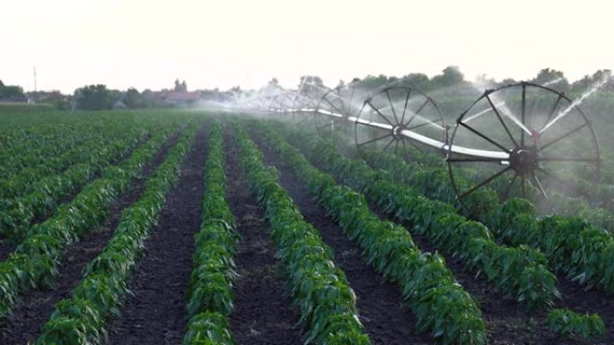 灌溉喷头为农田上的辣椒植物浇水