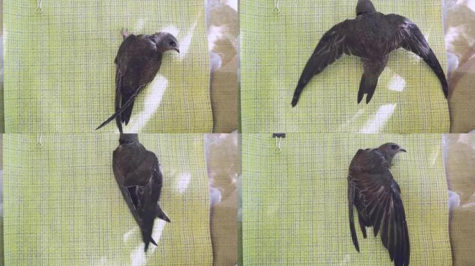 一只在家里长大的黑色雨燕小鸡以直立的姿势在绿色背景上拍打翅膀。