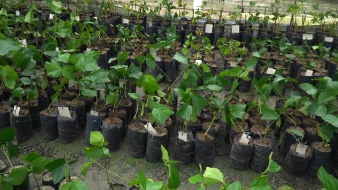 在亚马逊雨林中重新造林的苗圃中的巴西红木波萝树苗。环境，生态学，生物多样性，Aniba rosaeo