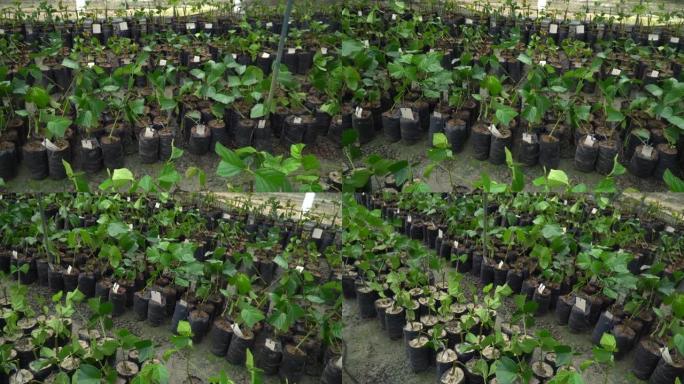 在亚马逊雨林中重新造林的苗圃中的巴西红木波萝树苗。环境，生态学，生物多样性，Aniba rosaeo
