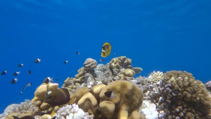 蝴蝶鱼在清洁站的珊瑚礁顶部盘旋。对角蝴蝶鱼 (Chaetodon fasciatus)。摄像机向前移