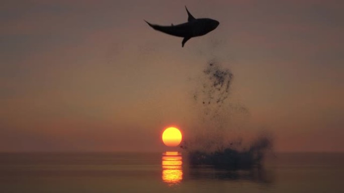 鲨鱼跳出水面初升的太阳火红的太阳