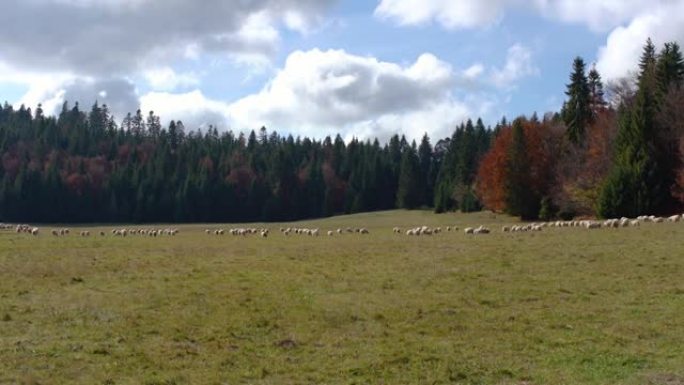 秋天的森林草地，远处有放牧的羊群，针叶树背景-利普托夫地区典型的斯洛伐克景观