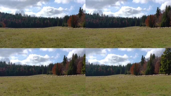 秋天的森林草地，远处有放牧的羊群，针叶树背景-利普托夫地区典型的斯洛伐克景观