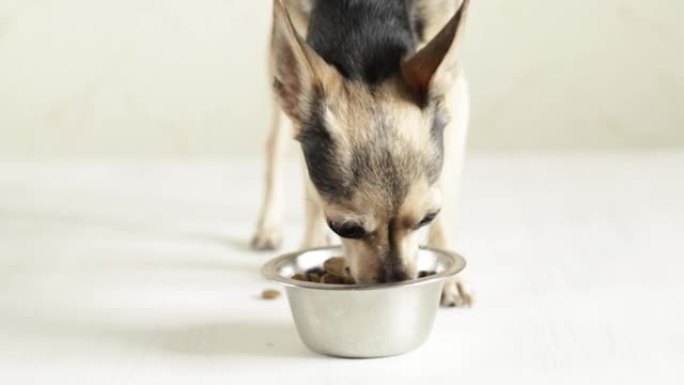 小玩具梗狗吃罐头食品柔软的天然食物有胃口，享受美味均衡的新鲜食物