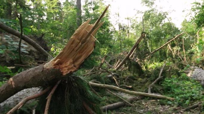 夏季暴风雨后折断了森林树。滑块拍摄，实时，没有人，夏天的白天