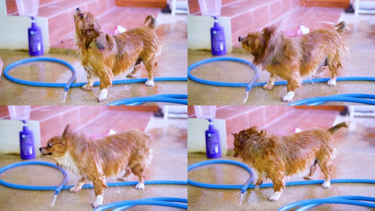 小型狗的慢动作镜头在淋浴后甩掉水面