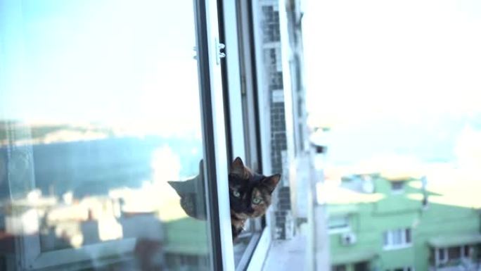玳瑁猫看着窗外