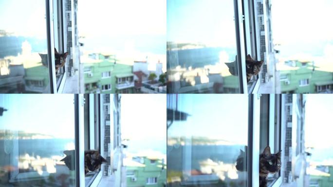玳瑁猫看着窗外