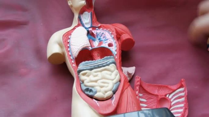 人体解剖结构的玩具模型。青少年的手收集人造人体内脏，肌肉，胸部，橡胶，肠，肺，肾，心脏