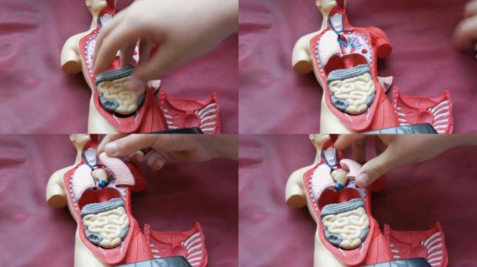 人体解剖结构的玩具模型。青少年的手收集人造人体内脏，肌肉，胸部，橡胶，肠，肺，肾，心脏