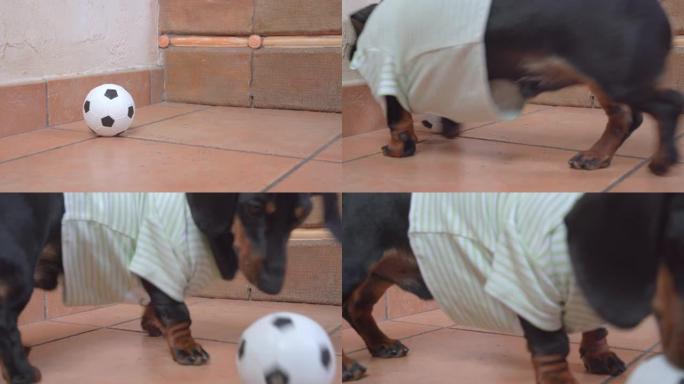 穿着条纹t恤的有趣的活跃腊肠犬小狗碰到一个玩具足球，跑去玩它，特写镜头。无聊狗在家娱乐的娱乐和设备。