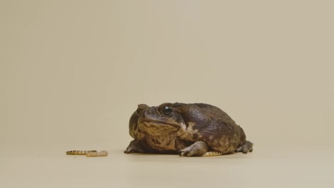 甘蔗蟾蜍，Bufo marinus，坐在工作室米色背景下的幼虫附近。犀牛码头或有毒蟾蜍是宠物动物园的