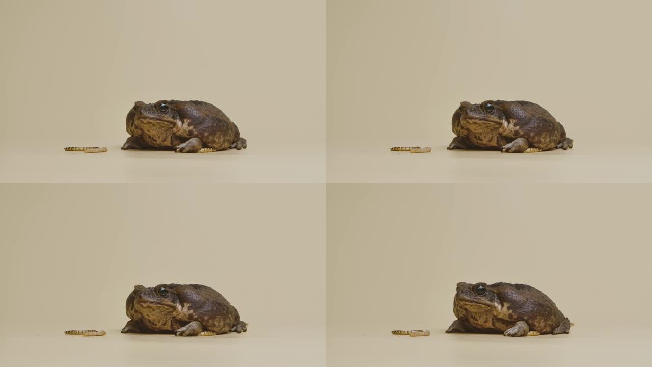 甘蔗蟾蜍，Bufo marinus，坐在工作室米色背景下的幼虫附近。犀牛码头或有毒蟾蜍是宠物动物园的