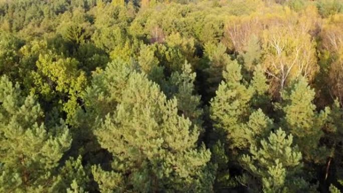 史诗般的秋季森林空中无人机视图。秋天森林的鸟瞰图。秋天的风景，红黄绿树摇曳。混交林，绿色针叶树，落叶