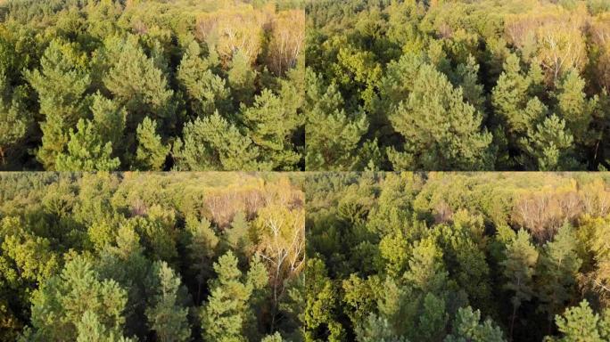 史诗般的秋季森林空中无人机视图。秋天森林的鸟瞰图。秋天的风景，红黄绿树摇曳。混交林，绿色针叶树，落叶