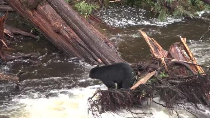 熊在山溪里捕猎鲑鱼。