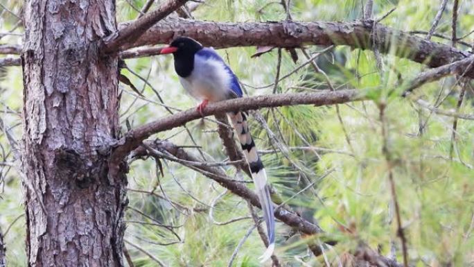 山松树上的蓝鹊自然鸟。