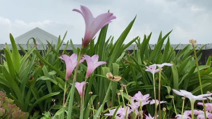 粉红雨莲