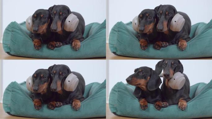 两只可爱的腊肠狗令人不寒而栗，躺在宠物床上，头上戴着耳机，一起听音乐。宠物在降噪耳机上，因为害怕大声