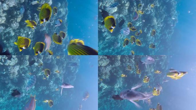 垂直视频: 好奇的鱼群游泳，看着相机镜头。对角蝴蝶鱼、红海帆鳍塘和印度太平洋军士