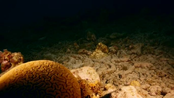 夜景: 库拉索岛加勒比海珊瑚礁中的章鱼海景