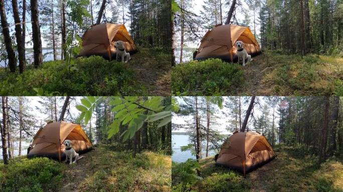 湖边森林里的帐篷营地。帐篷就在岸边。从悬崖上可以看到美妙的景色。