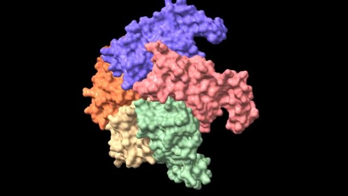 人GTP环水解酶I的结构