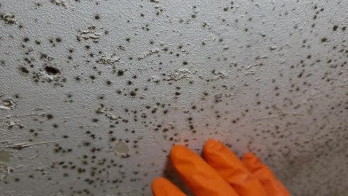 表面处理。天花板上的真菌。真菌的破坏。模。