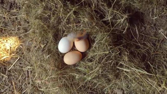 农村生活。鸟巢里的鸡蛋。三个鸡蛋躺在稻草巢里。