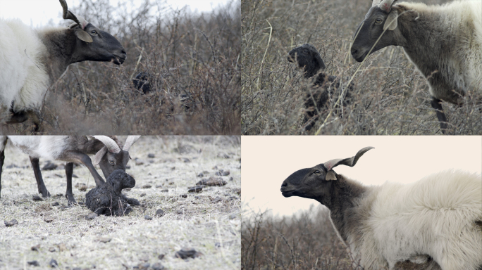 羊 小羊羔出生  冰雪融化 湿地草原