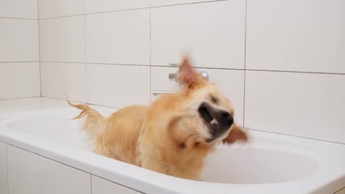 淋浴后，湿狗在浴室里抖掉水
