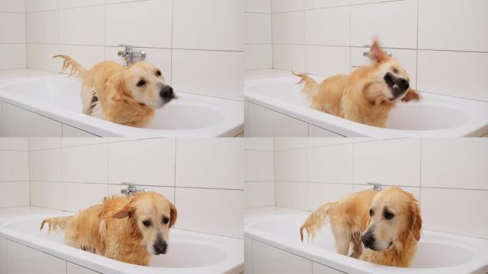 淋浴后，湿狗在浴室里抖掉水