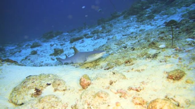 在马尔代夫的礁石底部睡觉的白鳍鲨鱼