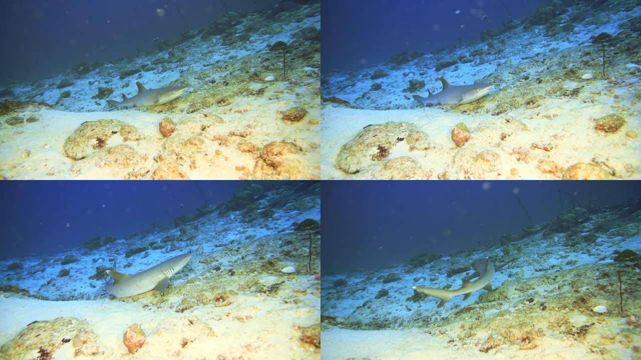 在马尔代夫的礁石底部睡觉的白鳍鲨鱼