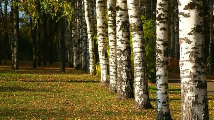 秋天公园的美丽景色，有桦树绿色和黄色的叶子。