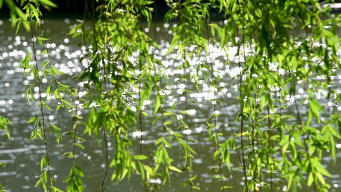 湖边阳光下的柳树枝