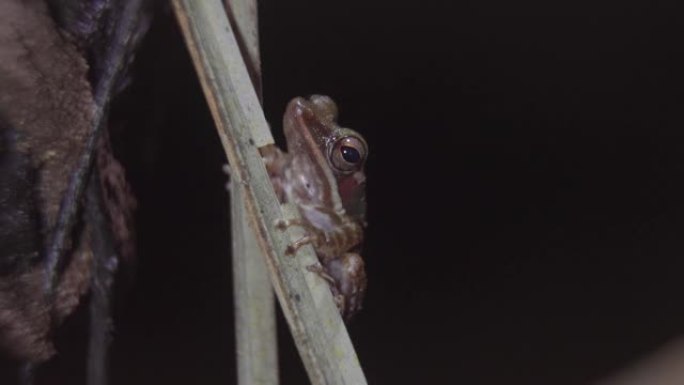 马来亚白唇树蛙 (Chalcorana labialis) 栖息在丛林中的树枝上。热带雨林中的夜间狩