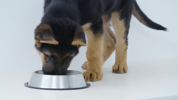 小纯种小狗吃碗里的狗粮
