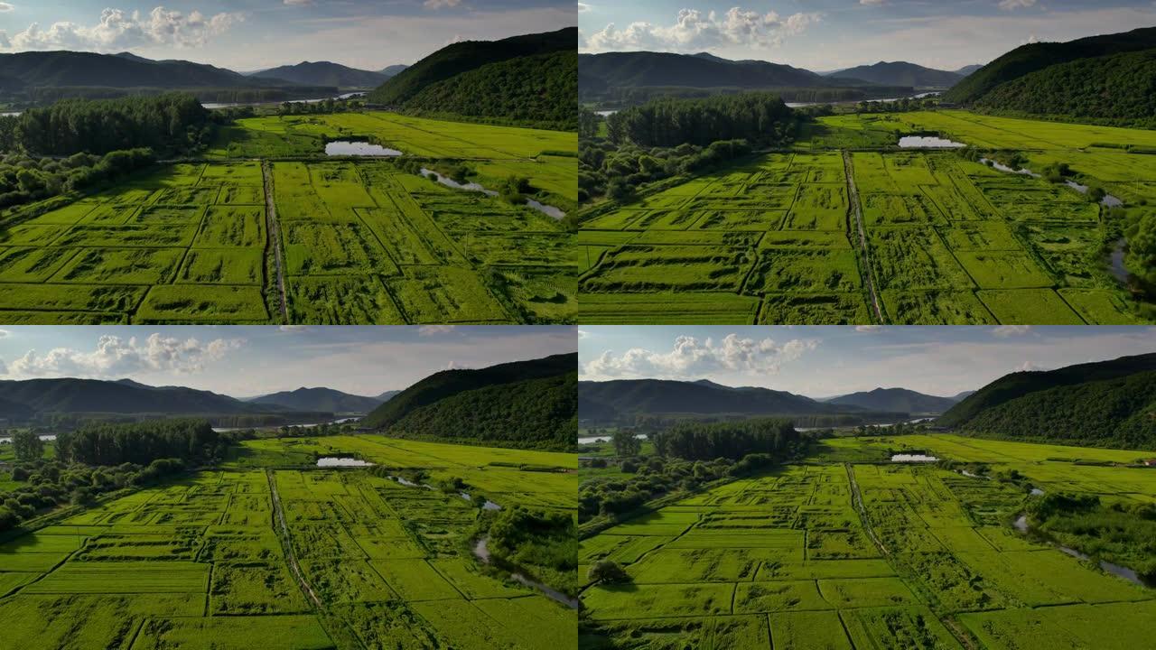 鸟瞰图的农业领域农田粮食种植农业生产