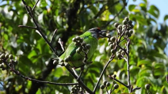 金嗓子的Barbet自然鸟在树上吃食物。
