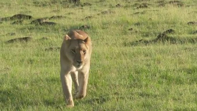 靠近相机的非洲狮子女性